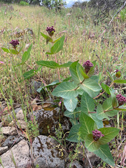 Asclepias cordifolia