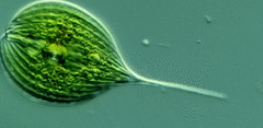 Phacus longicauda