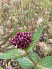 Asclepias cordifolia