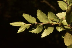 Nothofagus dombeyi