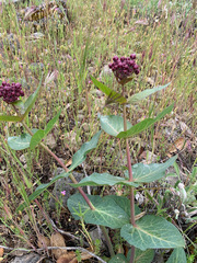 Asclepias cordifolia