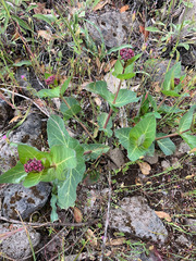 Asclepias cordifolia