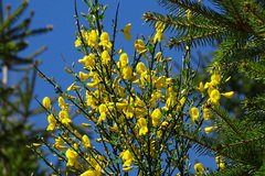 Cytisus scoparius