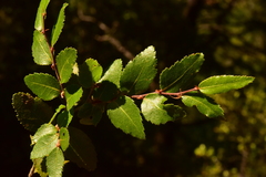 Nothofagus dombeyi