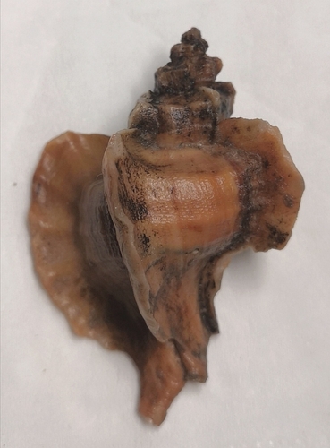 Pteropurpura adunca, 2021-12-26