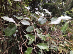 Elaeagnus formosensis