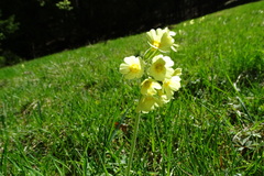 Primula elatior