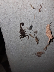 Tityus paraguayensis