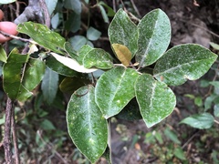 Elaeagnus formosensis