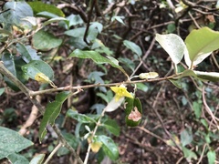 Elaeagnus formosensis