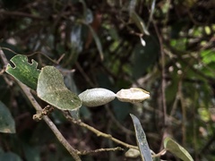 Elaeagnus formosensis