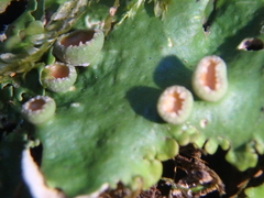 Pleurosticta acetabulum