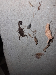 Tityus paraguayensis