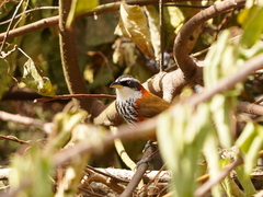 Pomatorhinus musicus