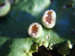 Pleurosticta acetabulum