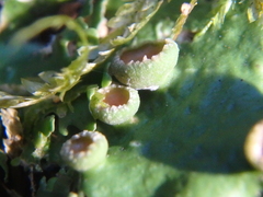 Pleurosticta acetabulum