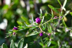 Fagonia cretica