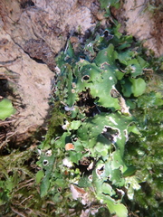 Pleurosticta acetabulum