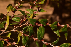 Nothofagus dombeyi