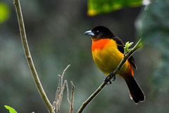 Ramphocelus flammigerus