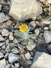 Thymophylla micropoides