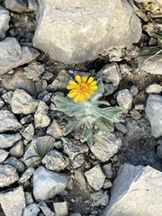 Thymophylla micropoides