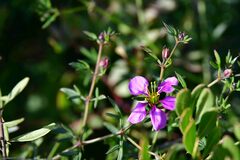Fagonia cretica