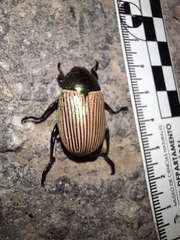 Pelidnota sanctijacobi