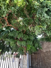 Styphnolobium japonicum
