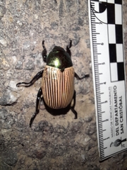 Pelidnota sanctijacobi