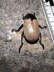 Pelidnota sanctijacobi