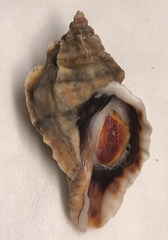Ceratostoma rorifluum