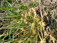 Carex humilis