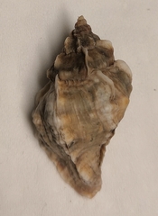 Ceratostoma rorifluum