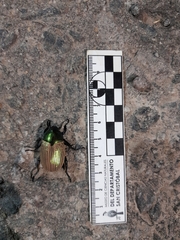 Pelidnota sanctijacobi