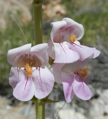 Penstemon palmeri