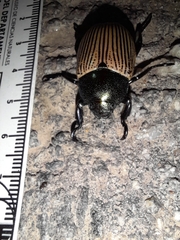 Pelidnota sanctijacobi