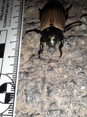 Pelidnota sanctijacobi