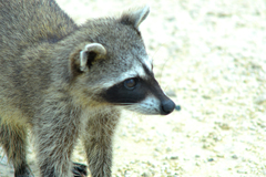 Procyon pygmaeus