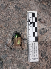 Pelidnota sanctijacobi