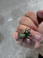 Pelidnota sanctijacobi