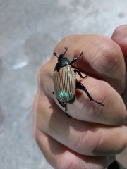 Pelidnota sanctijacobi