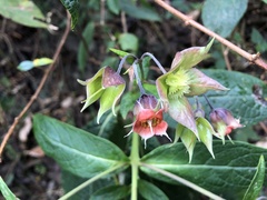 Trichodesma calycosum