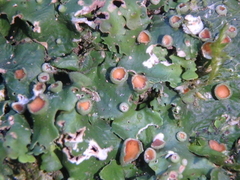 Pleurosticta acetabulum