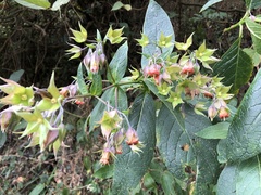 Trichodesma calycosum
