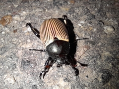 Pelidnota sanctijacobi