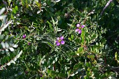 Fagonia cretica