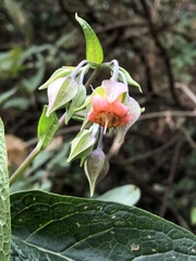 Trichodesma calycosum