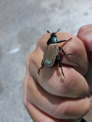 Pelidnota sanctijacobi