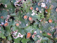 Pleurosticta acetabulum